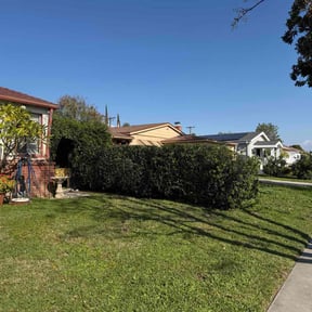 Bush Trimming by Patriot’s Property Services LLC reviewed on April 16, 2026