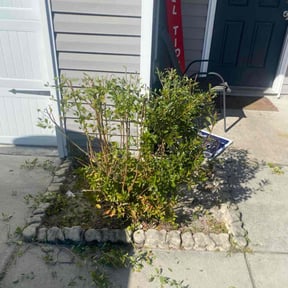 Bush Trimming by CuttingGrassForCollege reviewed on November 18, 2025