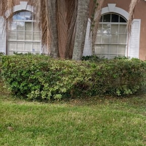 Bush Trimming by Optimistic Landscaping LLC reviewed on August 18, 2025