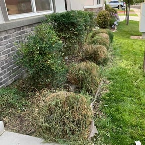 Bush Trimming by Gax lawn care services reviewed on August 2, 2022