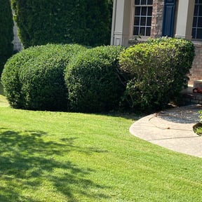 Bush Trimming by Your way lawn and landscape reviewed on August 16, 2025