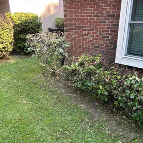 Bush Trimming by RyBo inc reviewed on August 17, 2025