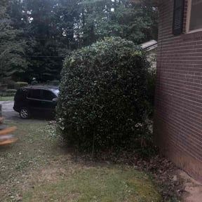 Bush Trimming by Superior Landscape & Maintenance, Inc. reviewed on August 16, 2025