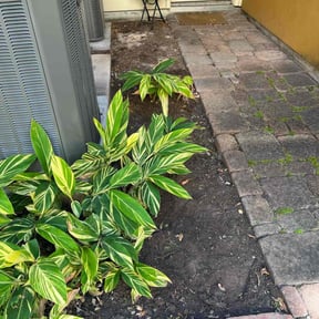 Flower Bed Weeding by Los Hombre Landscaping reviewed on August 21, 2025
