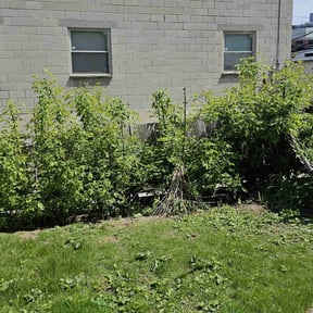 Bush Trimming by Hd landscape reviewed on August 18, 2025