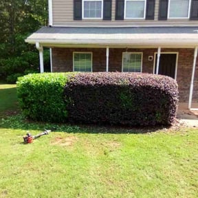 Bush Trimming by Saavedras tree and landscape services reviewed on August 20, 2025