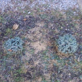Bush Trimming by Olguin Property Management reviewed on August 16, 2025
