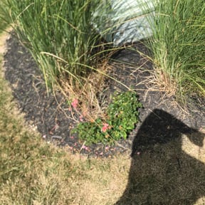 Bush Trimming by Curry's mowing reviewed on August 19, 2025