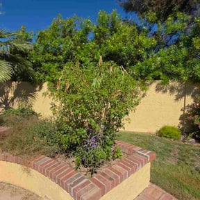 Bush Trimming by Elenas Lawn Care LLC reviewed on November 5, 2025