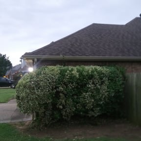 Bush Trimming by Papi Nature reviewed on August 20, 2025
