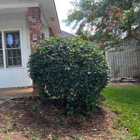 Bush Trimming by Alvarados company reviewed on August 19, 2025