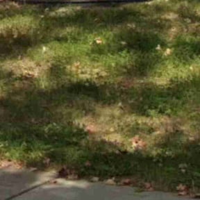 Leaf Removal by C and C Lawns reviewed on January 20, 2026