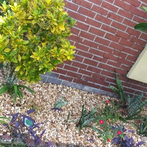 Flower Bed Weeding by NKY Lawn Barber reviewed on August 16, 2025