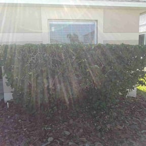 Bush Trimming by G&amp;M Landscaping Services reviewed on December 28, 2025