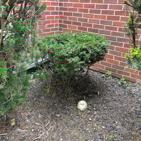 Bush Trimming by Lawn Shark reviewed on November 20, 2025