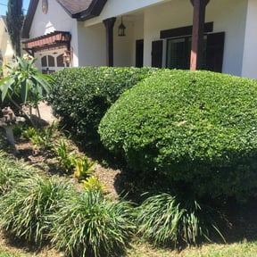 Bush Trimming by Damian Cornelious & Son Lawn care Services reviewed on August 20, 2025