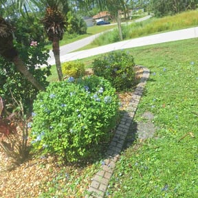 Bush Trimming by james lawn service reviewed on November 4, 2025