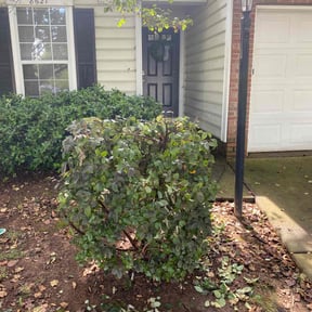 Bush Trimming by JP Landscape reviewed on August 20, 2025