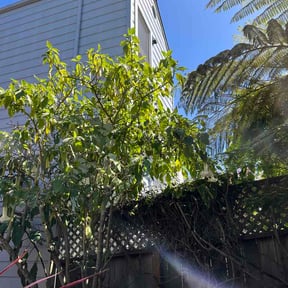 Bush Trimming by Lindenwald lawncare reviewed on April 18, 2026