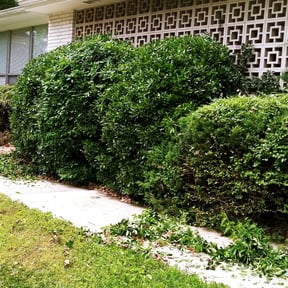 Bush Trimming by Andy's lawn care handyman services reviewed on August 15, 2025