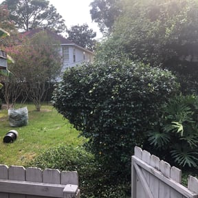 Bush Trimming by lawncare service reviewed on August 18, 2025