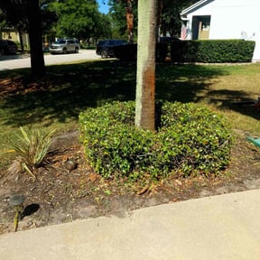 Bush Trimming by T&M landscaping reviewed on August 19, 2025