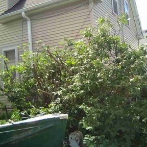 Bush Trimming by Pristine Properties LHS reviewed on September 17, 2024