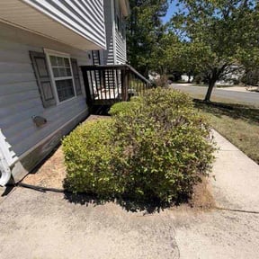 Bush Trimming by USA Lawn Pros reviewed on June 29, 2026