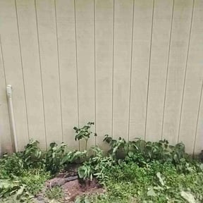 Bush Trimming by Rico Suave Lawn Care Professionals And Consultants reviewed on August 18, 2025