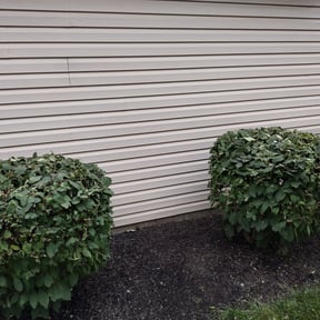 Bush Trimming by Smack Down lawns and tractor services reviewed on August 18, 2025