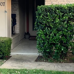 Bush Trimming by Mr G's HandyMan & Lawn pro.service reviewed on August 17, 2025