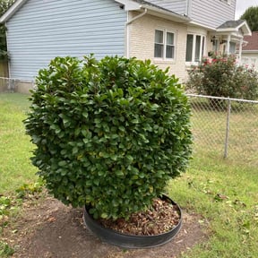 Bush Trimming by MGI Landscaping Inc reviewed on August 16, 2025