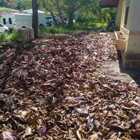 Leaf Removal by Deep Sweep Cleaning and Landscaping reviewed on March 15, 2026