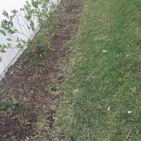 Bush Trimming by Greg's gardens reviewed on August 15, 2025