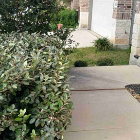 Bush Trimming by FALCON LANDSCAPE AND HOME SOLUTIONS reviewed on August 15, 2025