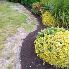 Bush Trimming by Fisher's Lawn & Walls reviewed on August 13, 2025