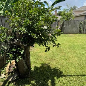 landscaping services by Arts Landscaping & Maintenance reviewed on August 21, 2025