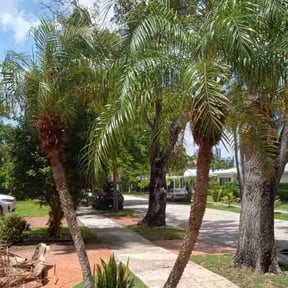 Bush Trimming by Elite Miller Express reviewed on October 22, 2025