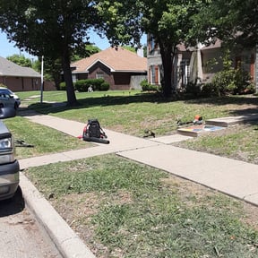 Bush Trimming by Smash Tree And Gutter services reviewed on August 19, 2025