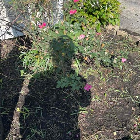 Flower Bed Weeding by Frank’s Gardening Service reviewed on August 28, 2026