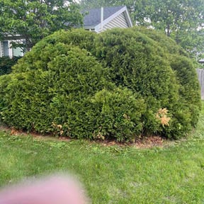 Bush Trimming by Transformed reviewed on May 14, 2026