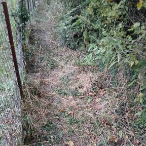 Bush Trimming by Year Round Lanscaping reviewed on October 23, 2025