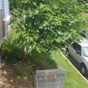 Bush Trimming by BCSONJ reviewed on August 19, 2025