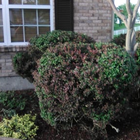 turf care by Benitez Lawn Services reviewed on August 7, 2025