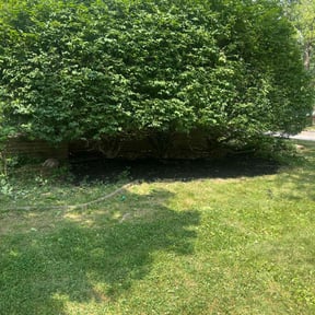 Bush Trimming by MyLawns reviewed on August 20, 2025