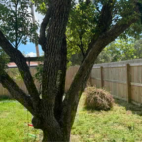 Bush Trimming by Trevol lawn general services LLC reviewed on August 18, 2025