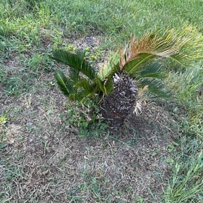 Bush Trimming by 3B Landscaping. reviewed on August 27, 2026