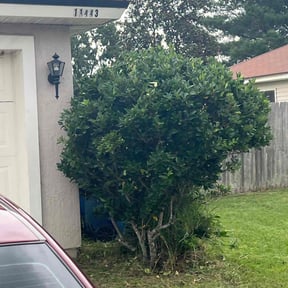 Bush Trimming by Theee A'S landscaping reviewed on August 21, 2025