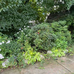 Bush Trimming by Owen Lawn Service reviewed on August 28, 2026