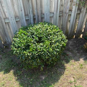 Bush Trimming by Rosedale Lawn reviewed on August 20, 2025